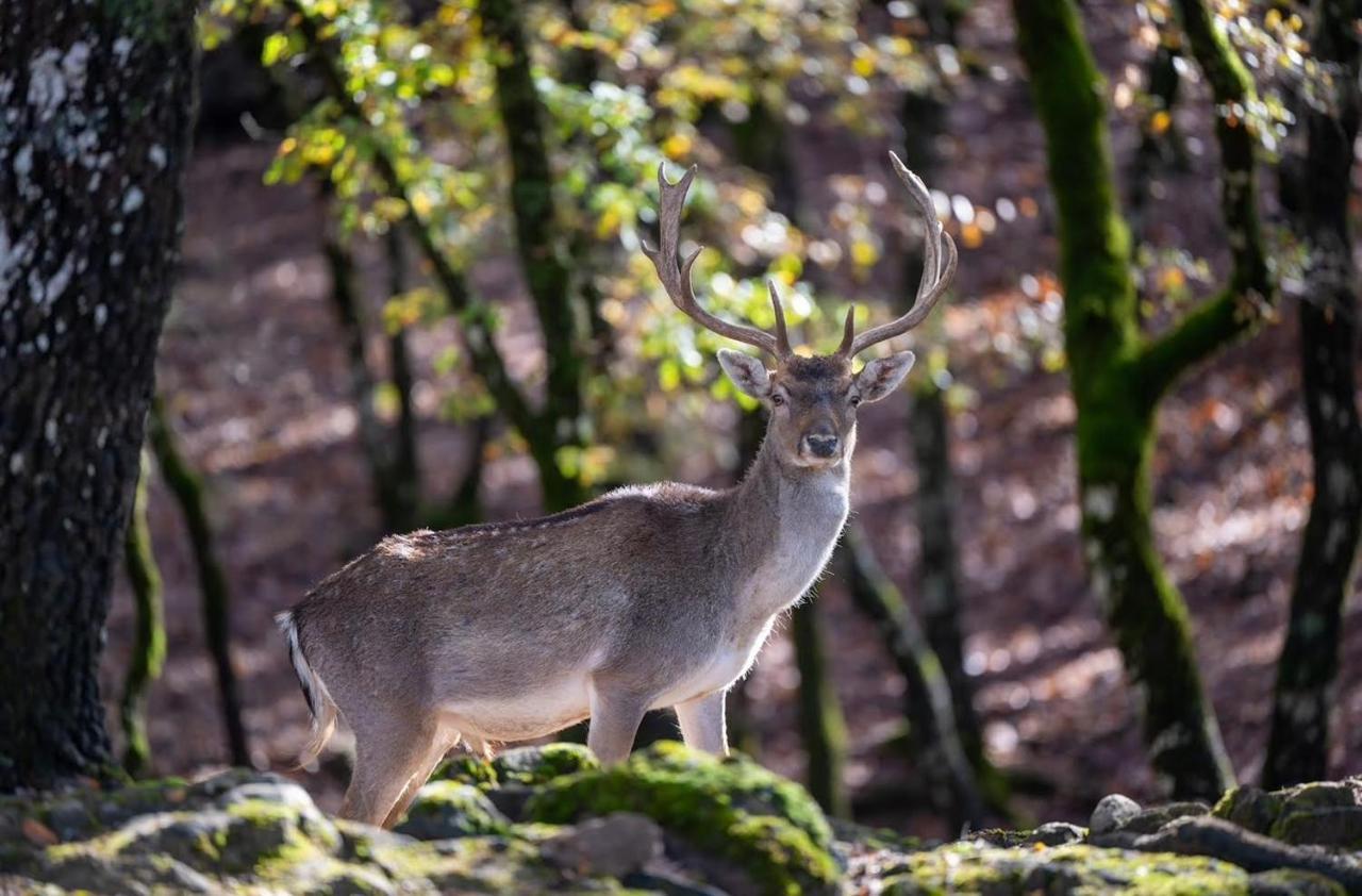 Bourazani Wild Life Resort Konitsa Exteriör bild
