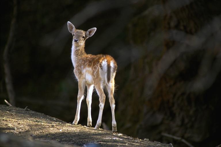Bourazani Wild Life Resort Konitsa Exteriör bild